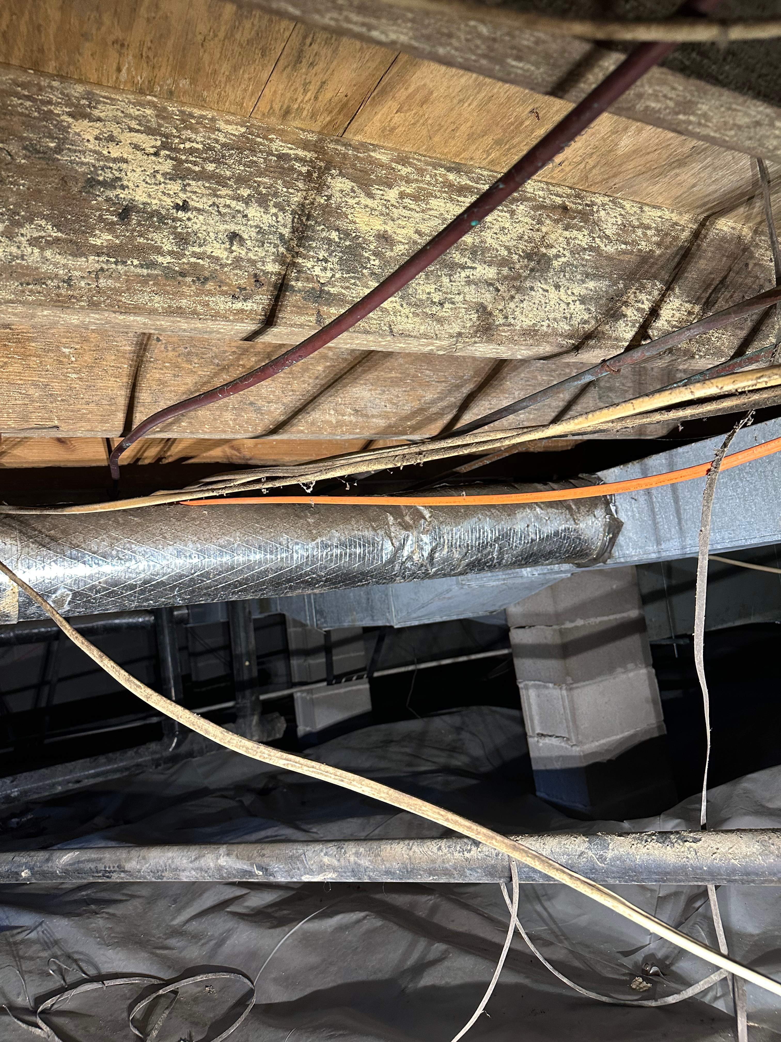 Trust us with your home mold safety in Ringgold GA